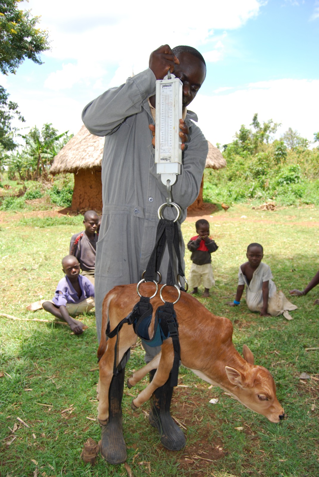 weighing calf