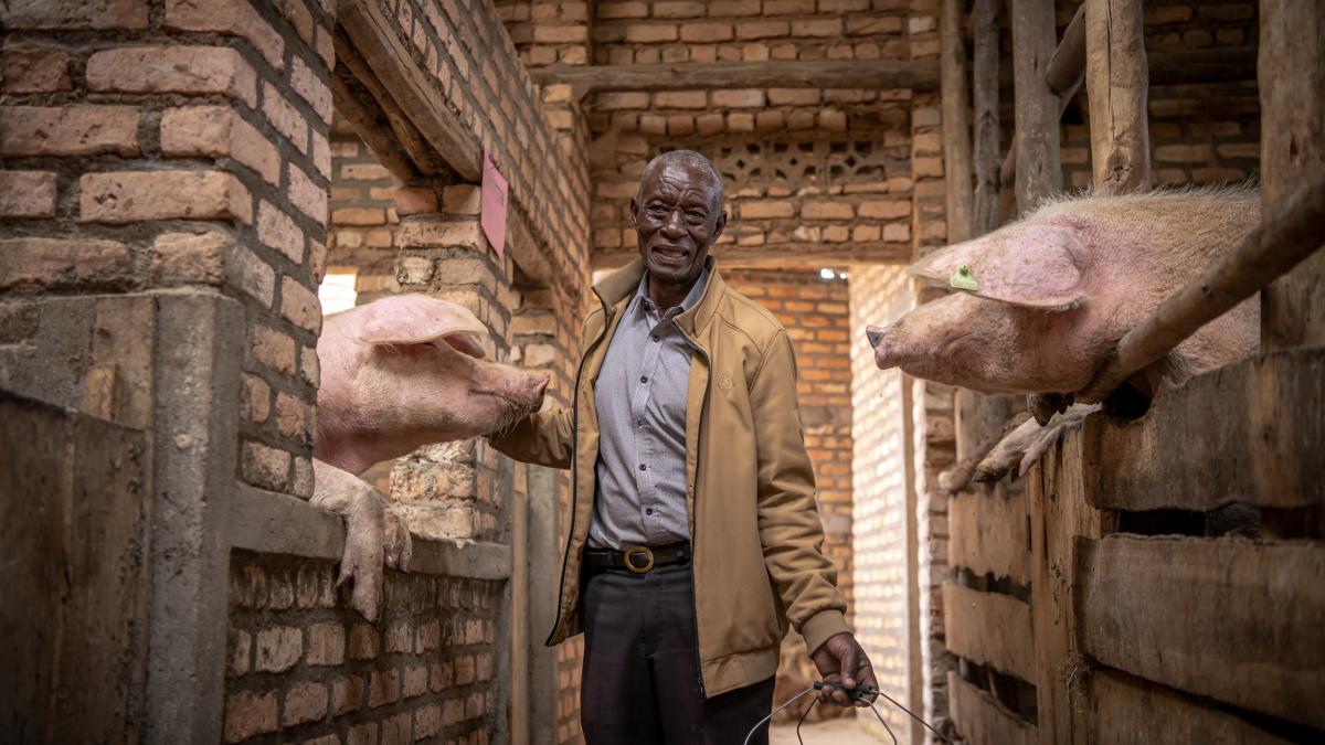 Israel Nsengiyumva, a pig multiplier was feeding his pigs in Nyamagabe District, Southern Province (photo credit: Herve Irankunda/Feed the Future Rwanda Orora Wihaze Activity).